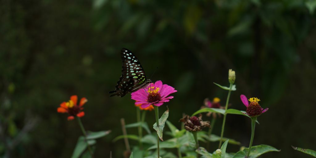 a black and white butterfly on a pink flower